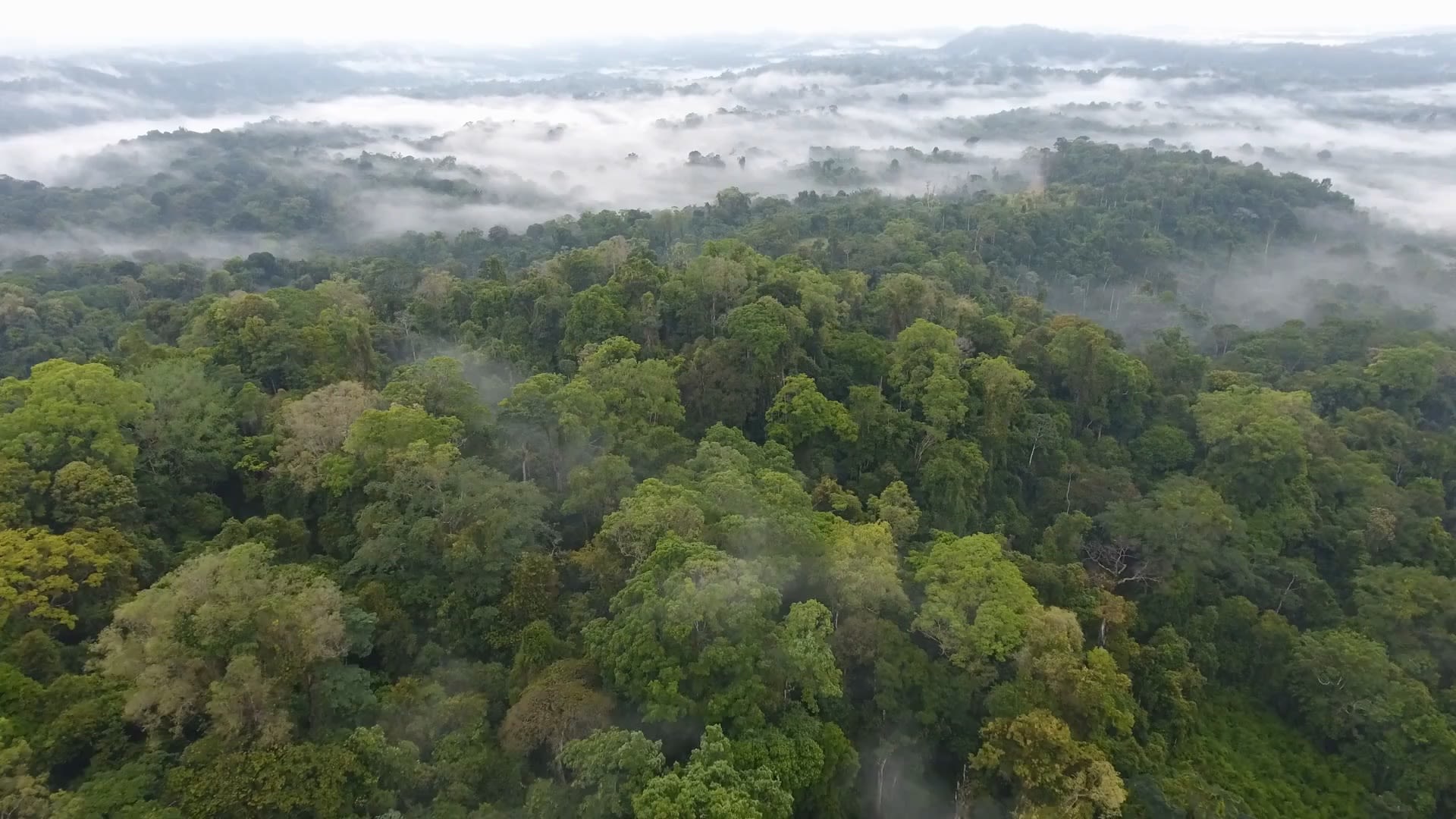 Future threats to the  rainforest