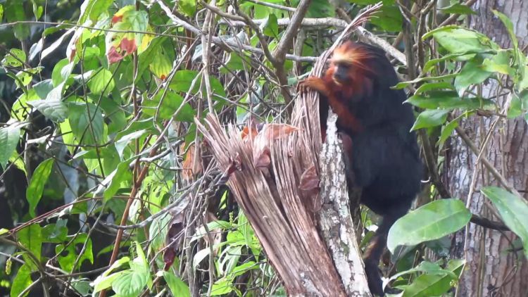 Conservation of the golden-headed lion tamarin in a changing climate