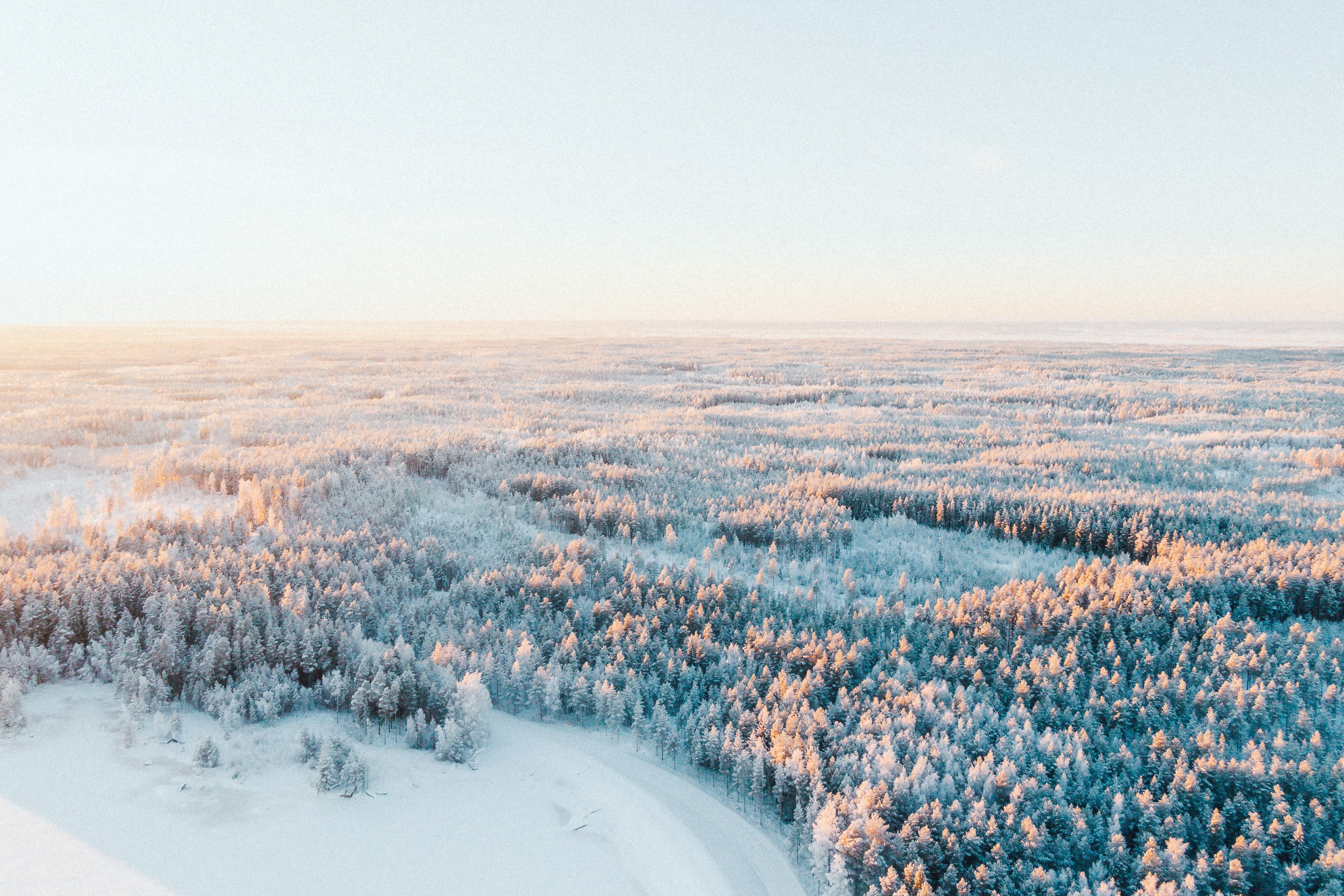 Finland forestry destination Earth